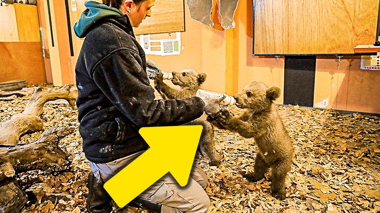 7 Orphaned Bear Cubs Braced For Russian Winter, Now Staying Warm At Rescue
