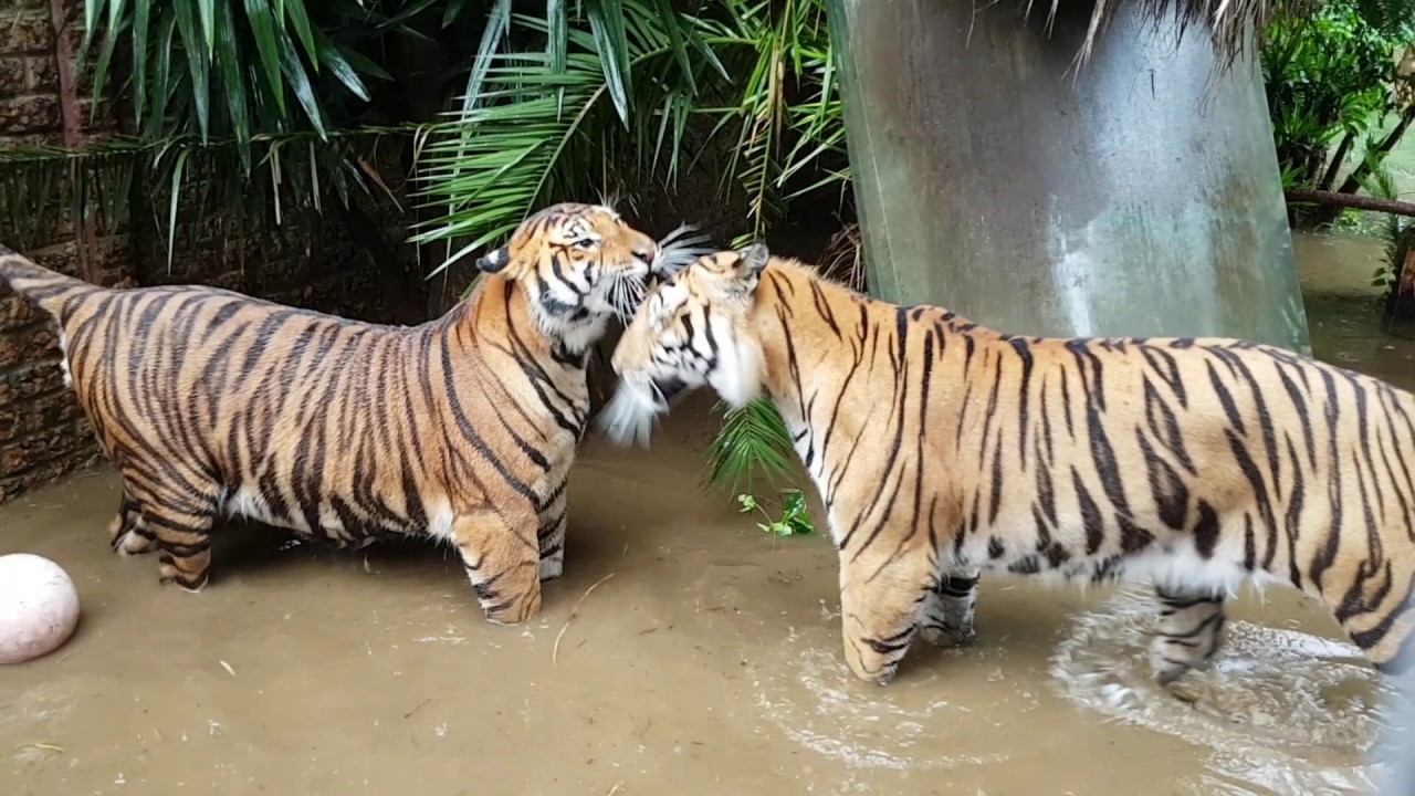 What makes tigers happy?