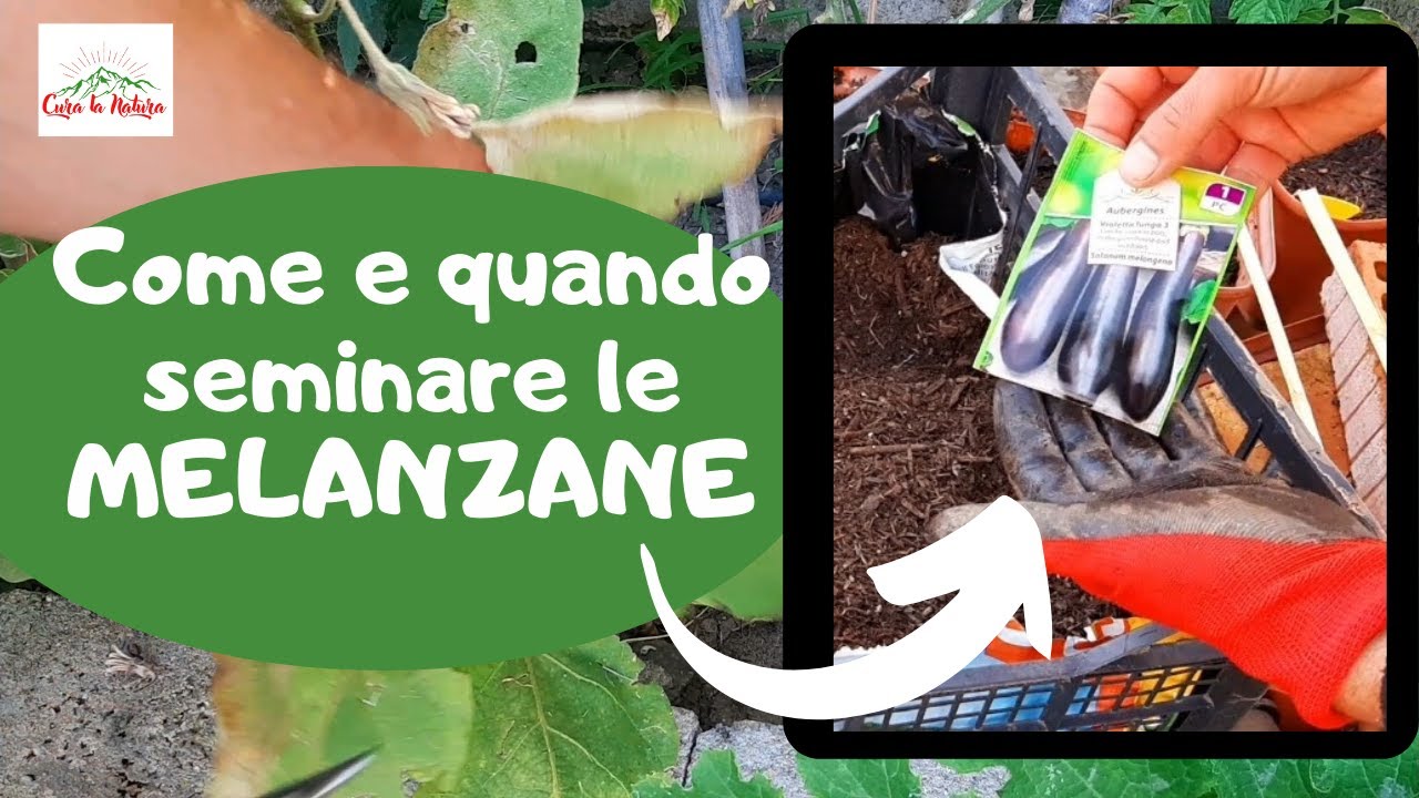 Come e Quando SEMINARE LE MELANZANE