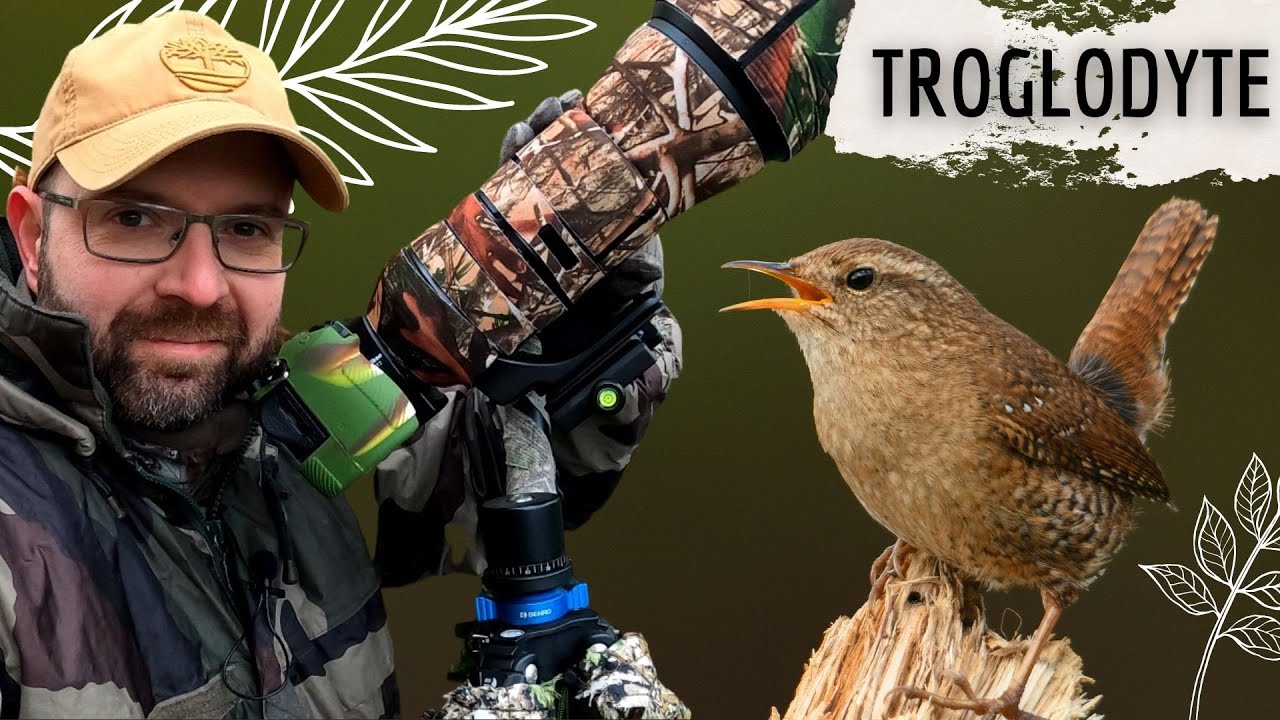 Comment Photographier Le Troglodyte Mignon? #oiseaux #photographie