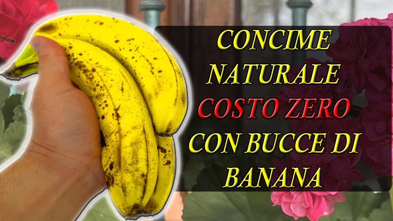 CONCIME naturale | COSTO ZERO | con bucce di BANANA