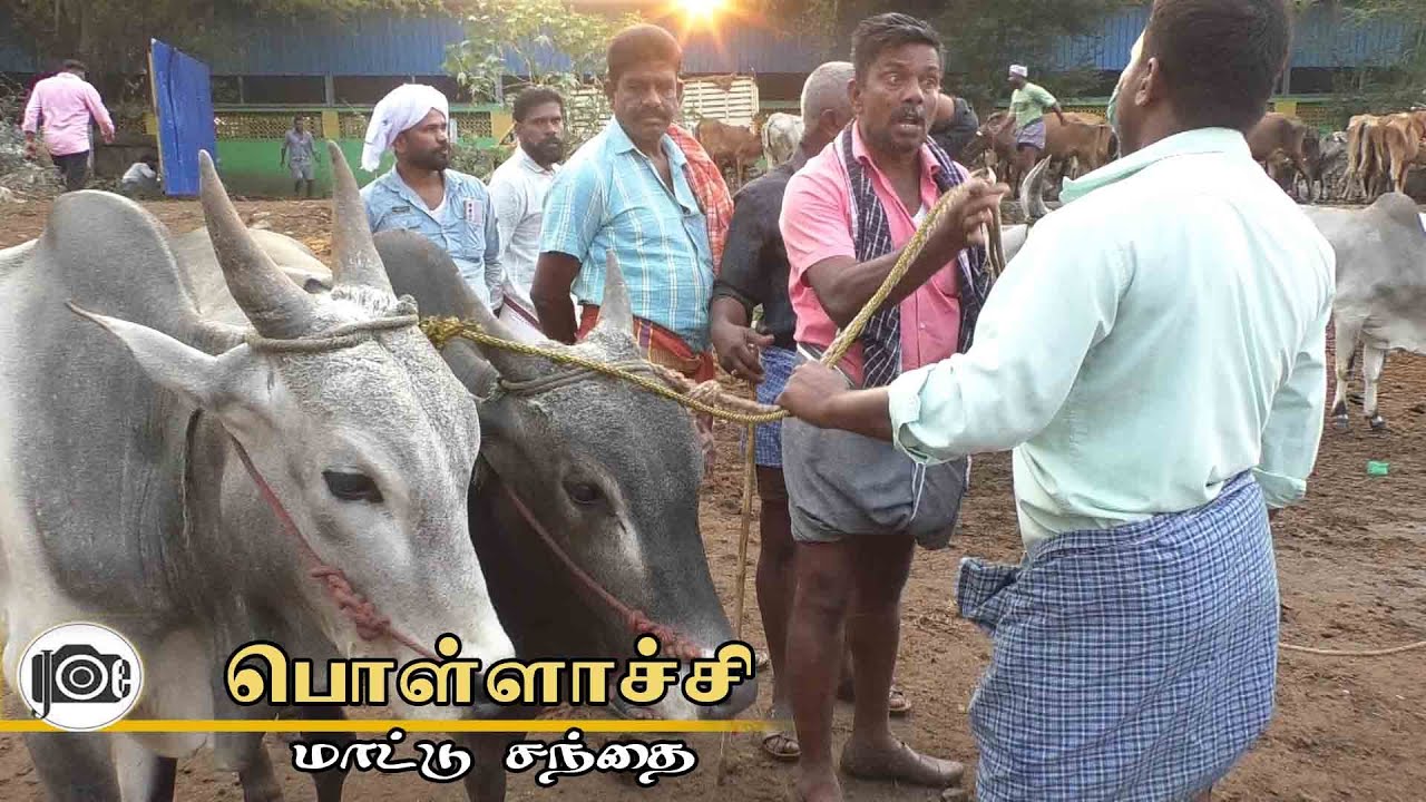 Pollachi mattu santhai | பொள்ளாச்சி மாட்டு சந்தை