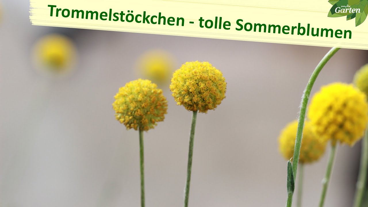Trommelstöckchen – ausgefallene Schönheiten | MDR Garten | MDR