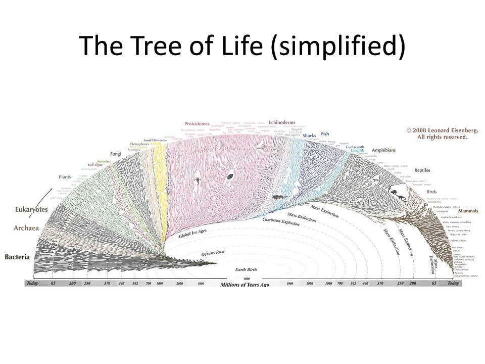 Vertebrate Evolution I