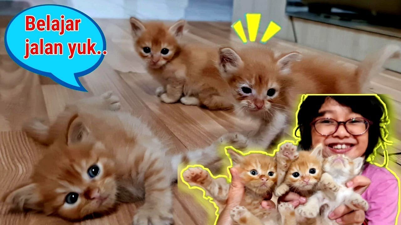 Kucing Hanum 😻 3 Anak Kucing Lucu Belajar Jalan