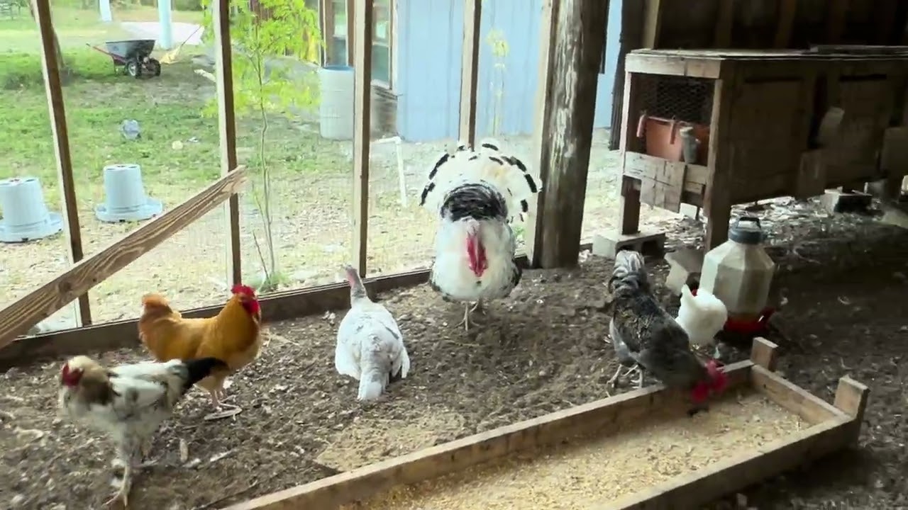 Comederos visitando Gaby Rancho el General 