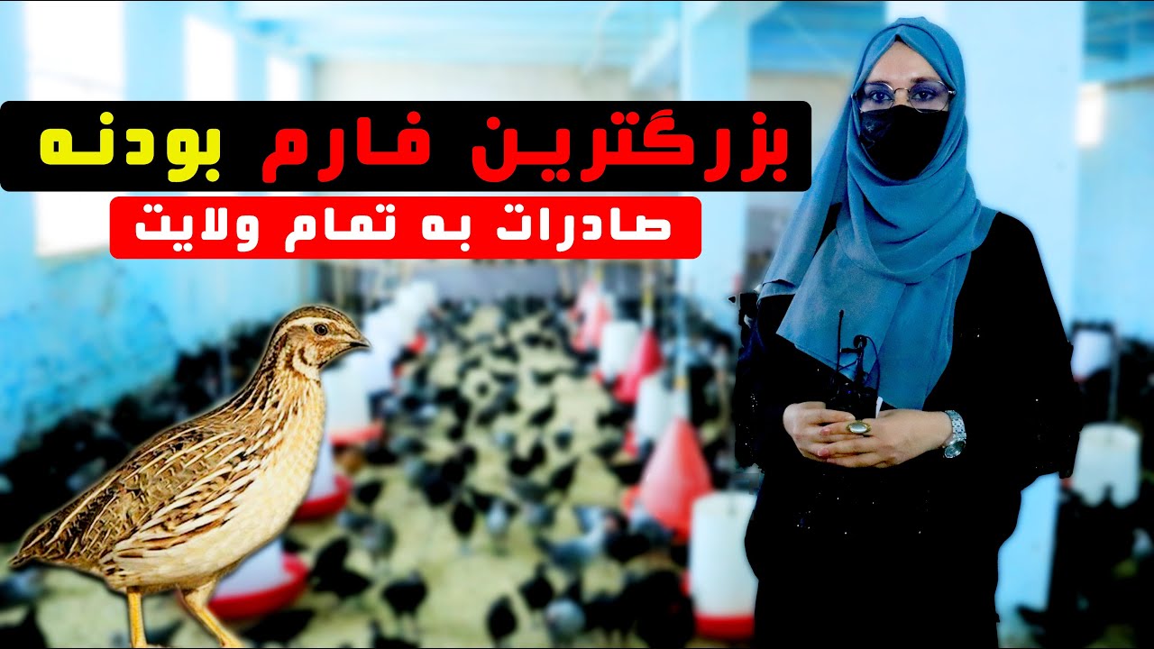 گزارش شمین نجرابی از فارم بودنه / Shamin Nejarabi's report  from of farm Being