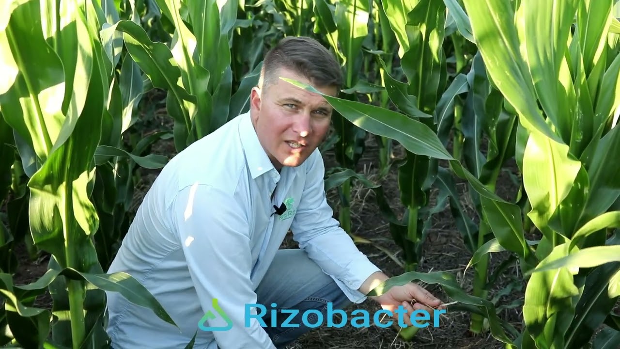 Maiz Sobre Cultivo de Servicio