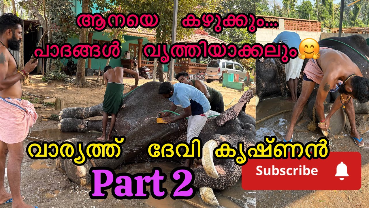 വിസ്‌തരിച്ചൊരു  കുളി  കാഴ്ചയും...നഖം  വൃത്തിയാക്കലും 🧿🤗/മലയാളം elephant ￼ video/ #elephant #aana 