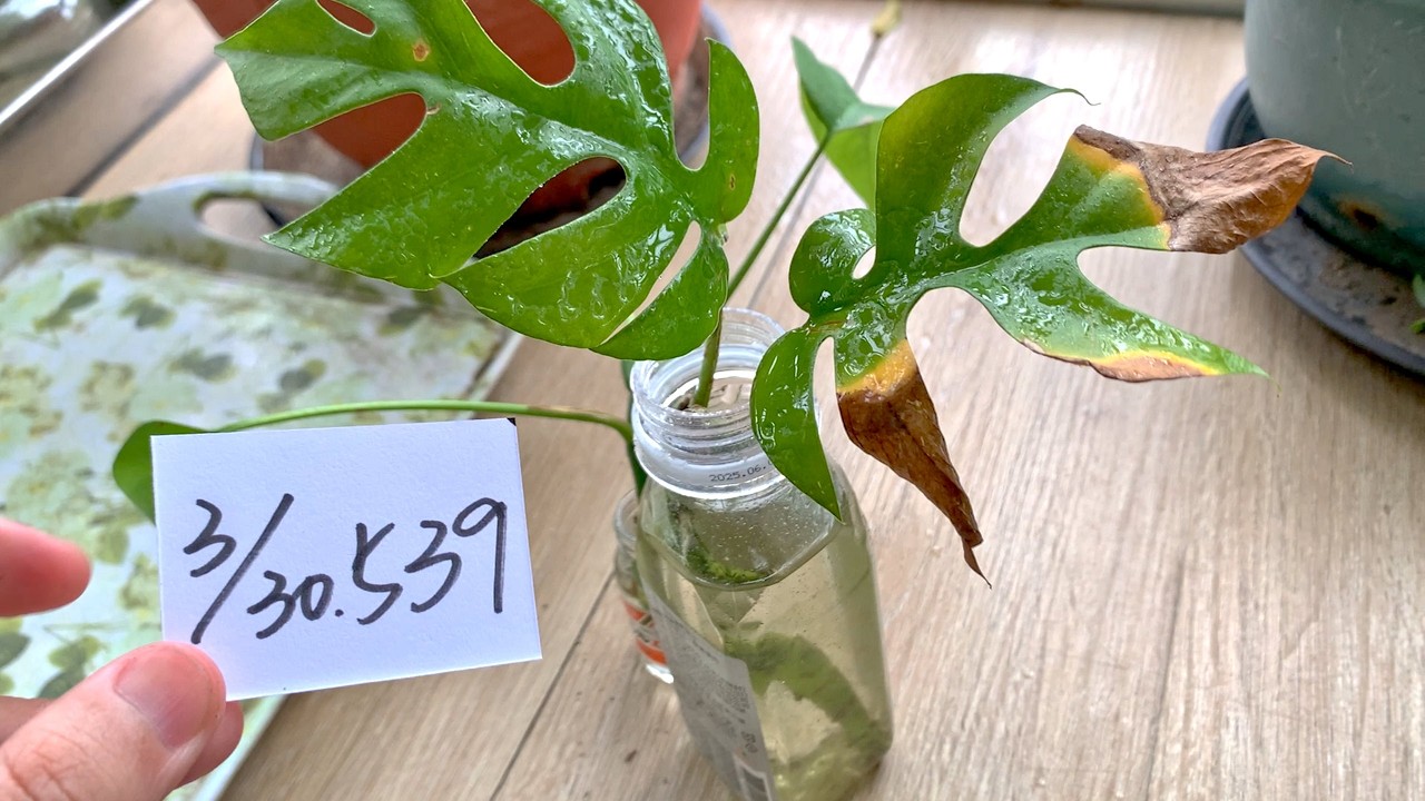 【園藝539】3月30日(一)姬龜背重新水培扦插成功順利爆出白色的細根來了！