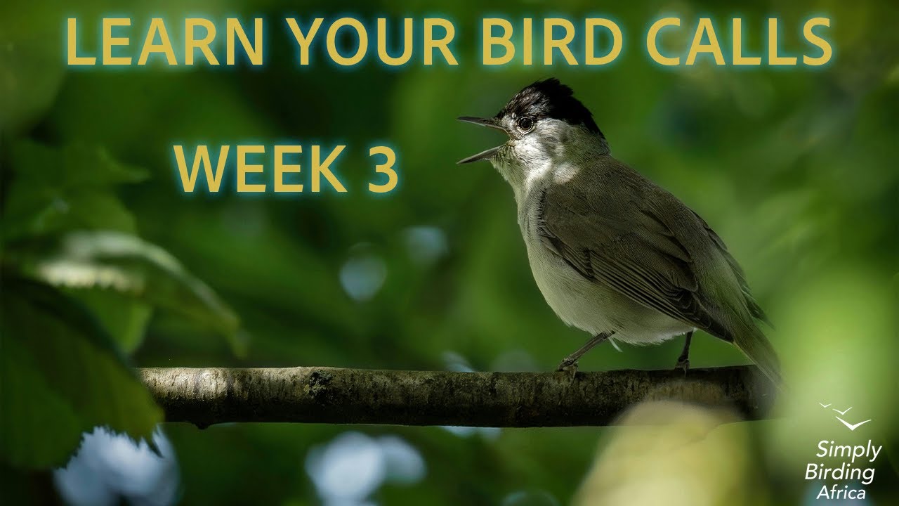 Learn Your Bird Calls – Week 3 | Don’t Rush, Trust the Process