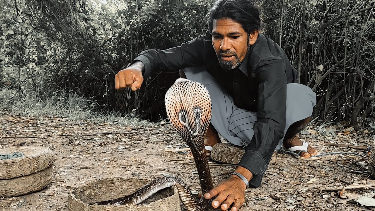 🐍Three Cobras Dance at Once for Flute Music Played by Snake Charmer