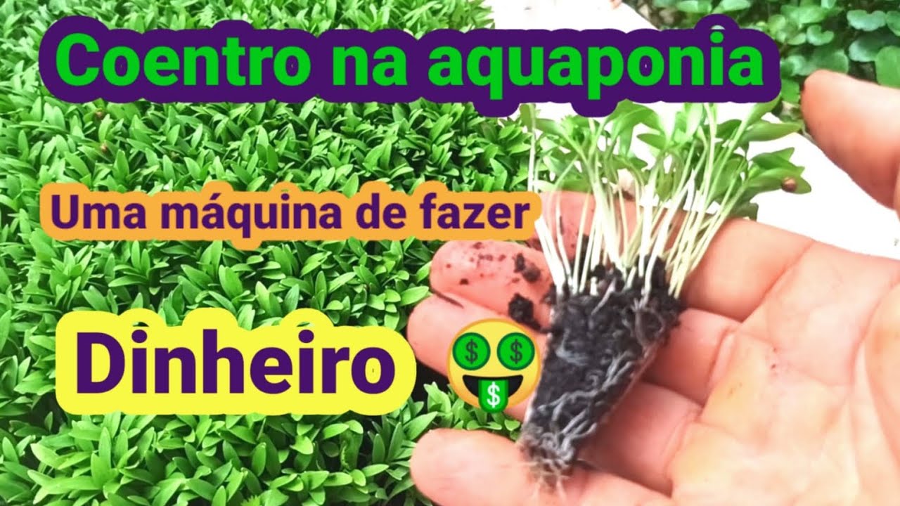 Coentro na Aquaponia! uma máquina de fazer dinheiro.