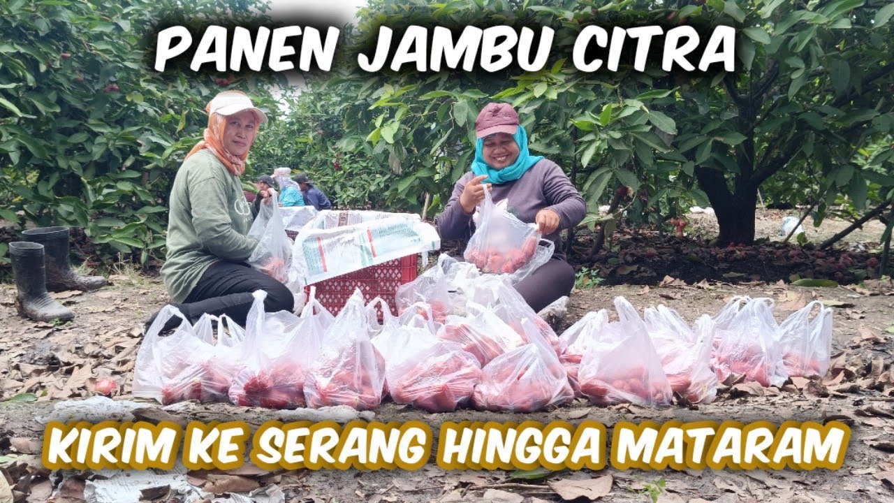 Kalau Mau Membuahkan Jambu Citra Harus Liat Momentum Agar Bisa Dapat Harga Bagus