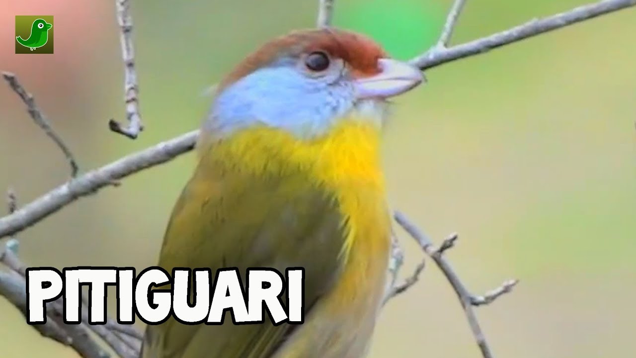 Canto do PITIGUARI na Natureza para Encarte de Filhotes (Cyclarhis gujanensis)