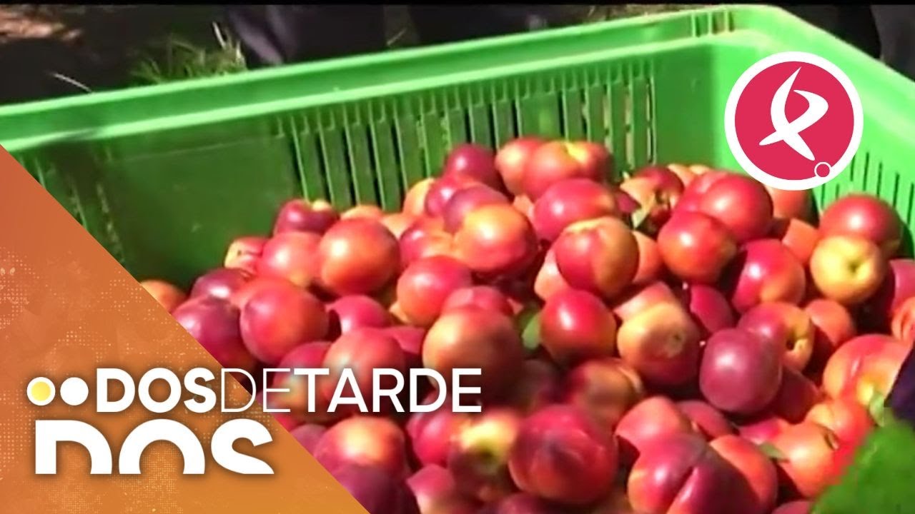 Recolectando nectarinas | Dos de Tarde