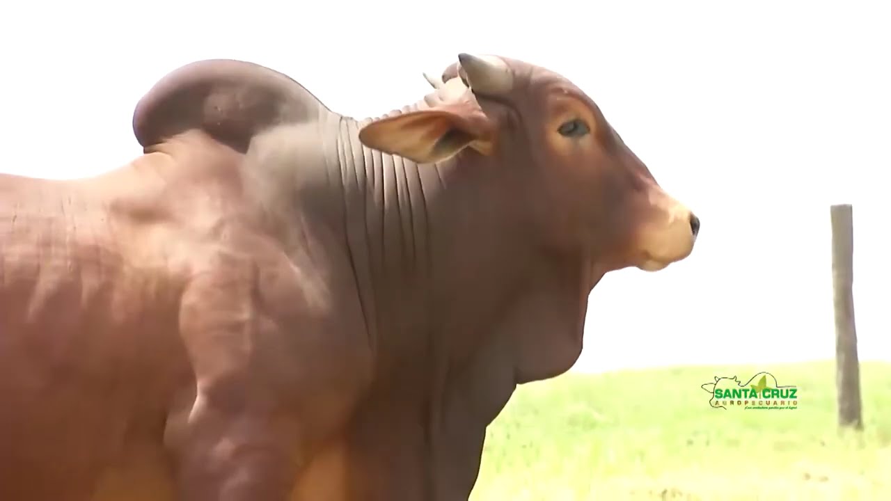 DIA DE CAMPO EN HACIENDA GIRENDA - RAZA SINDHI - SANTA CRUZ AGROPECUARIO