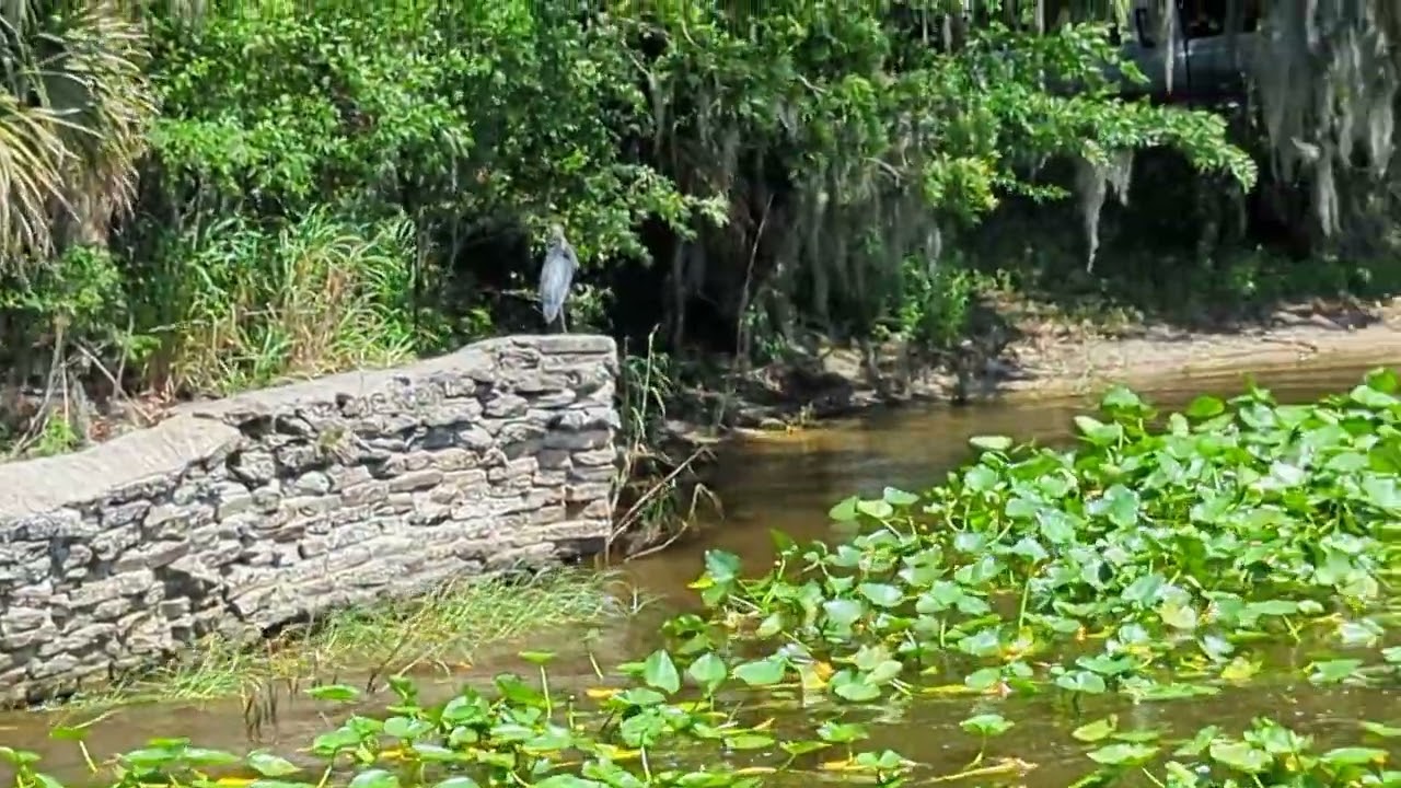 Female Anhinga Lacks Uropygial Gland & Great Blue Heron at Lake Jesup with 13,000 Alligators!