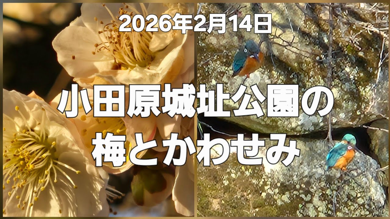 小田原城址公園の梅とつがいのかわせみ(2026年2月14日撮影)