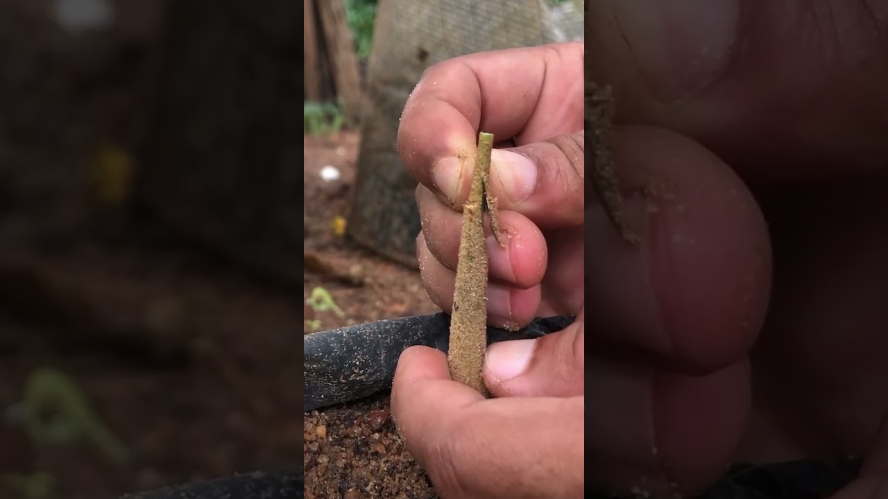 Durian Grafting with result EP415