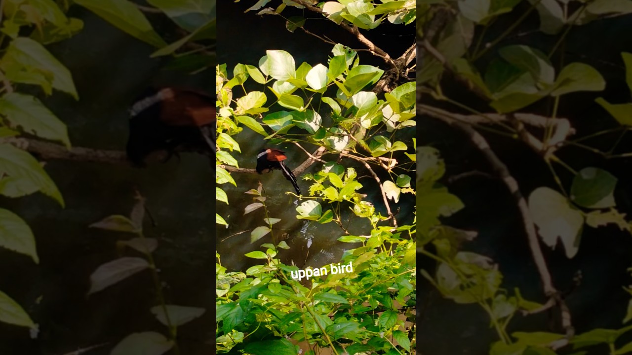 The crow pheasant(uppan) bird is the special guest in my ashram.looking for prey in the pond.