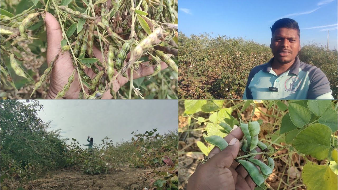 🌱 కందికి కావలి పోయిన మామ😍||చిలుకలు నన్ను గోస చేసినై 🤦😂|Palle Rythu Vlogs#vlog#farmer#villagevlog 