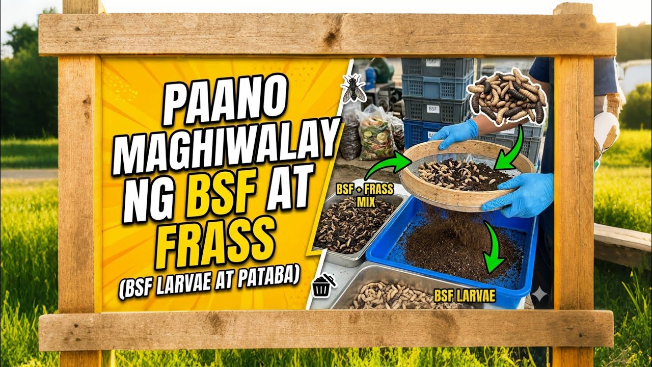 How to Separate Bsf Larvae to Frass and other foods#organic #blacksoldierfly #farming #bsf 