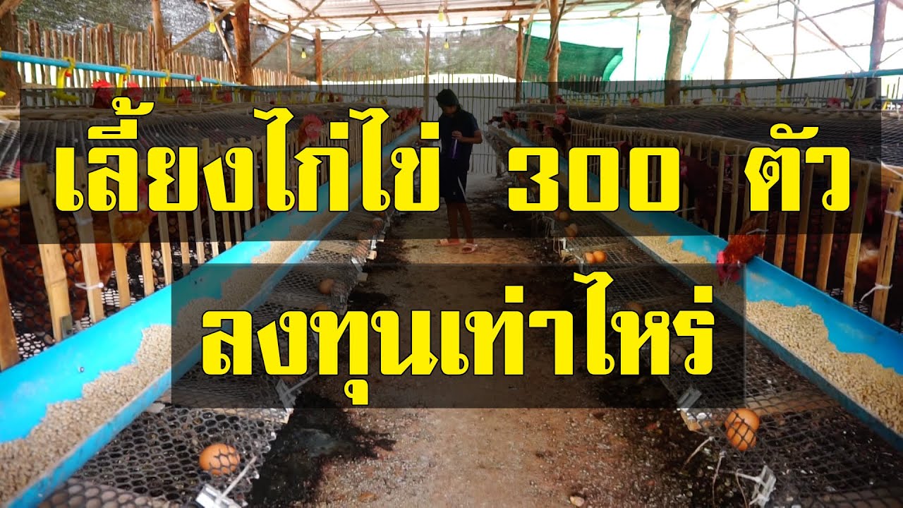 เลี้ยงไก่ไข่ 300 ตัว ลงทุนเท่าไหร่
