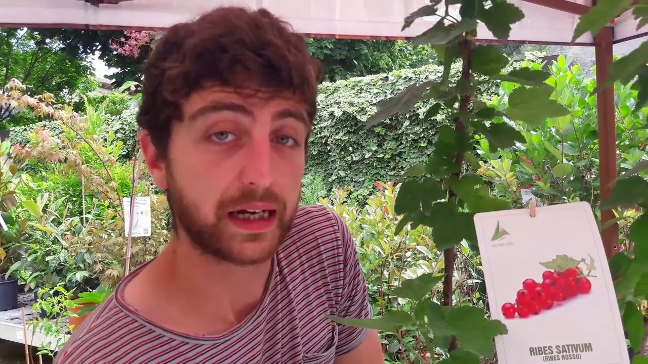 Come si coltiva il ribes rosso?