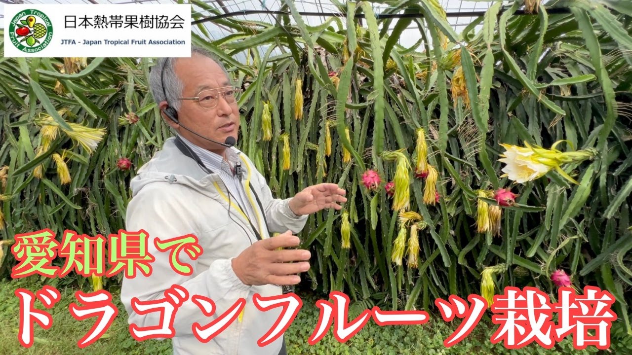 【日本熱帯果樹協会】愛知県でドラゴンフルーツを25年栽培する男【森下農園さん】
