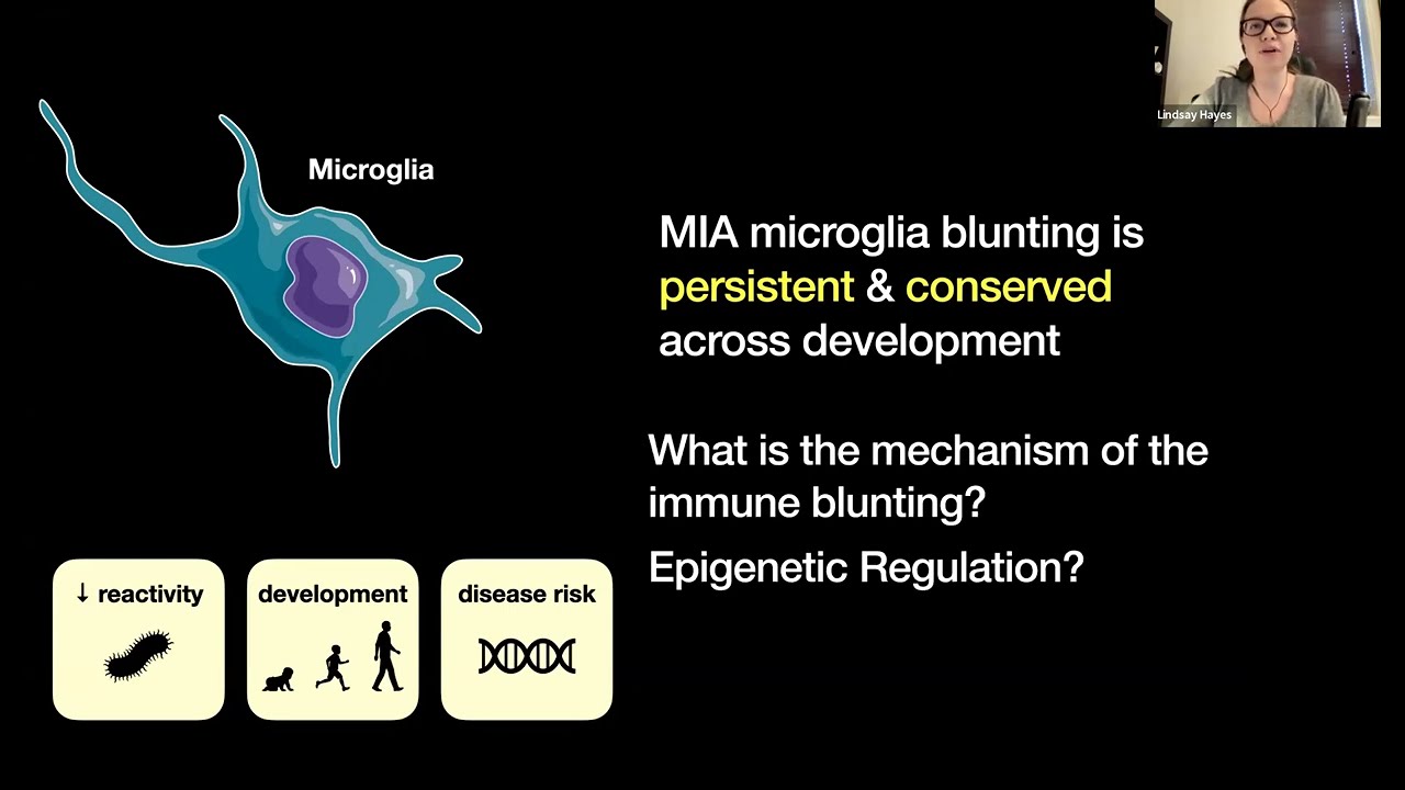 [Lindsay Hayes] Prenatal immune stress blunts microglia reactivity, impairing neurocircuitry