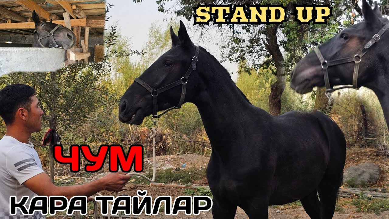 Нурбектин ЧУМ КАРА аттары Ноокатта STAND UP 