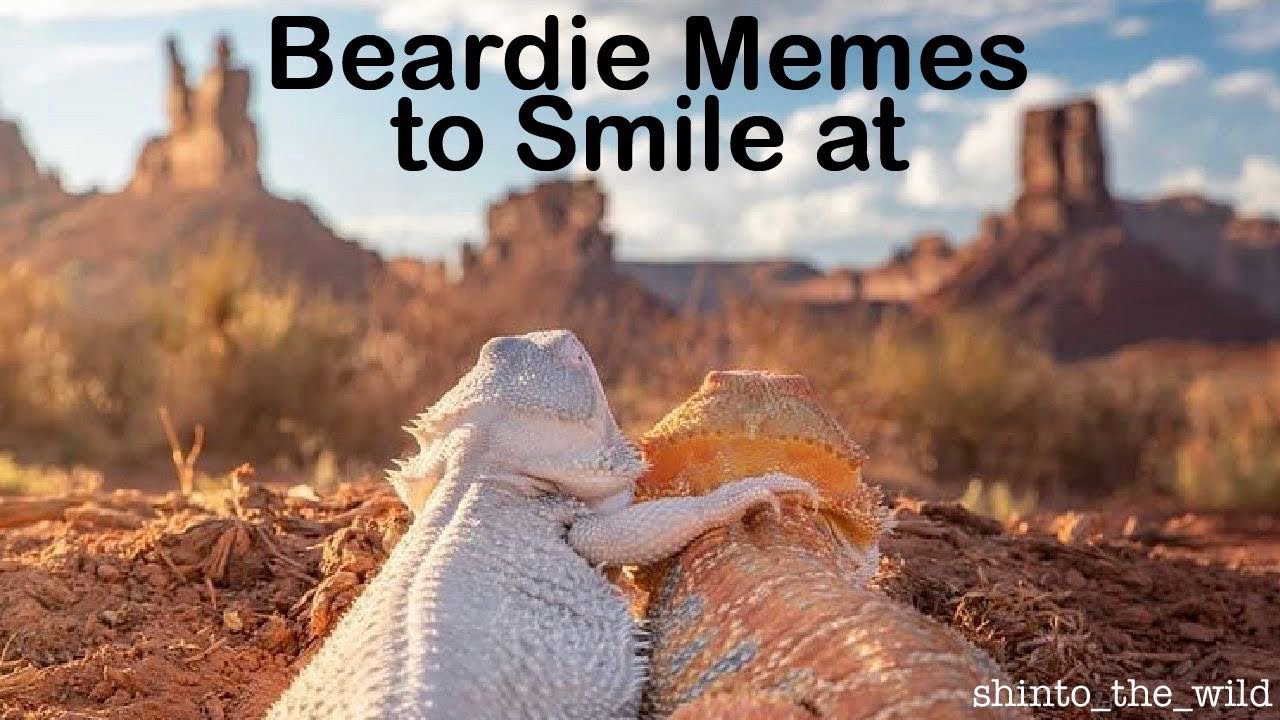 Beardie Memes to Smile at :)