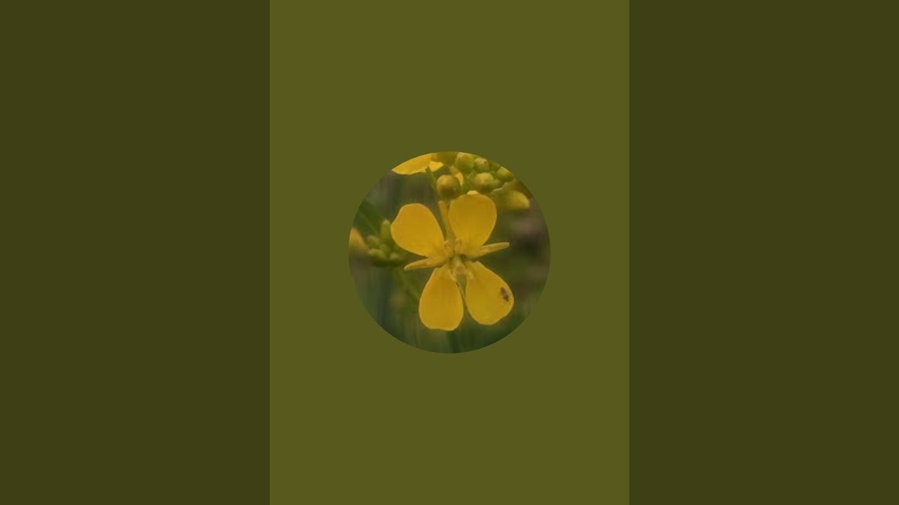 farmer village life vlogs is live!