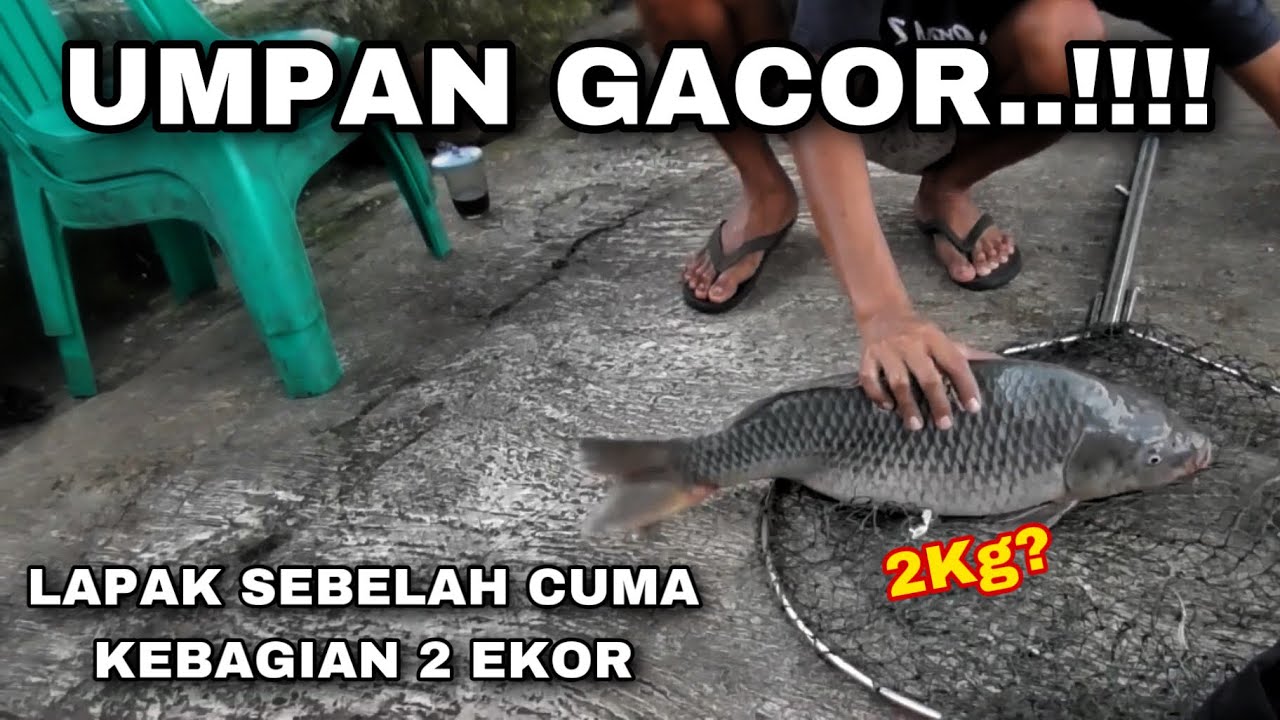Si Bandit Gacor Parah Buat Ikan Rame Dan Babon Di Pemancingan Telaga Biru 2