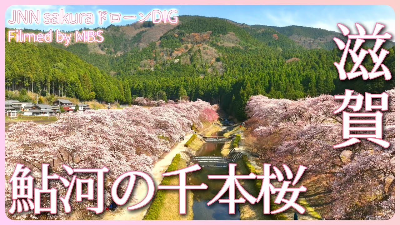 静かな里、鮎河の千本桜【JNN sakuraドローンDIG 2023】