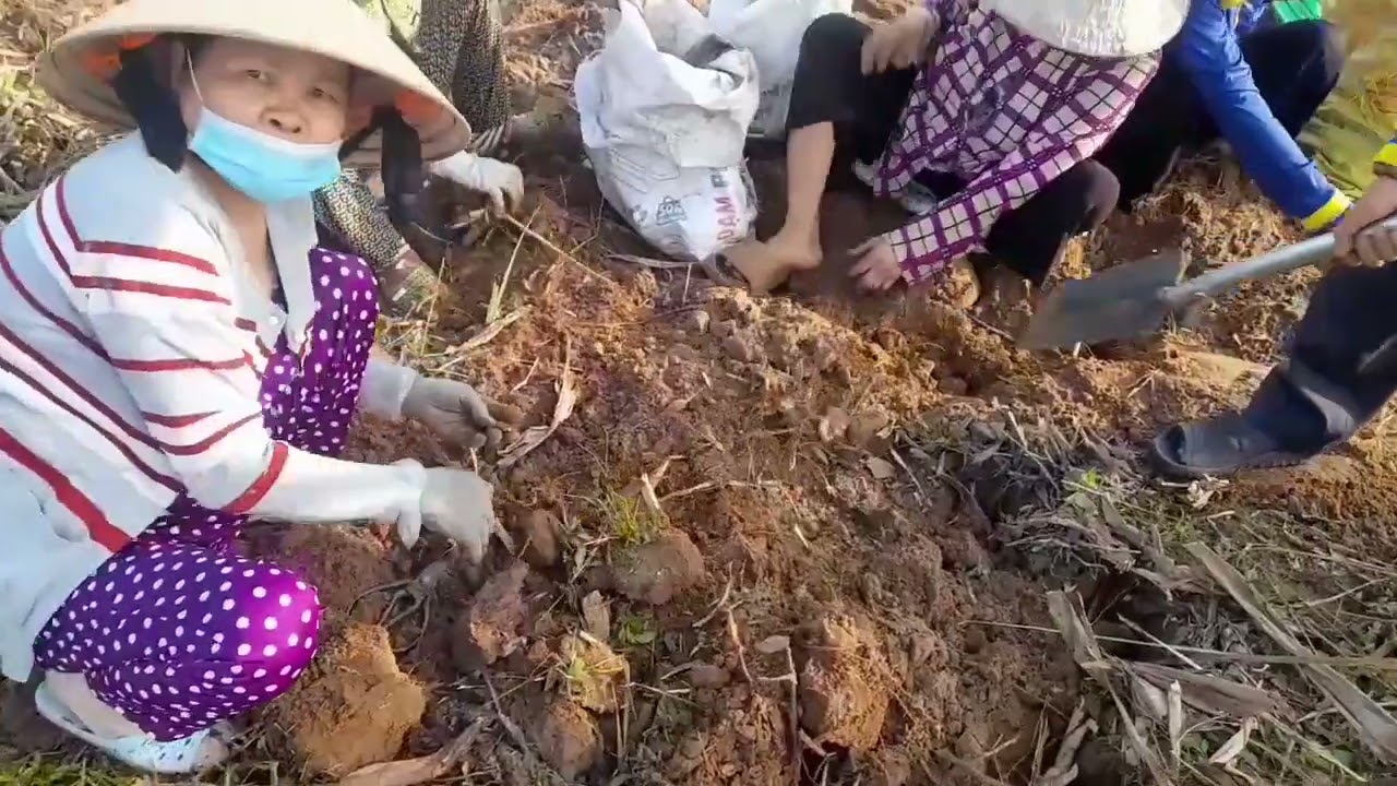 Bước chân thiện nguyện💛 nắng xuân Được Mùa 💗 năm 2026