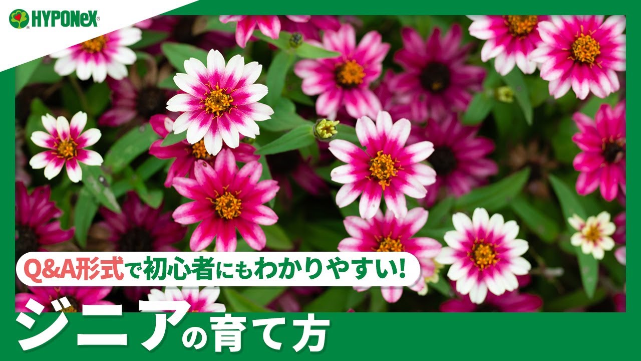 ☘:234 【Q&A】ジニアの育て方｜どんな場所で育てたらよいの？水やりや肥料、増やし方もご紹介｜【PlantiaQ&A】植物の情報、育て方をQ&A形式でご紹介