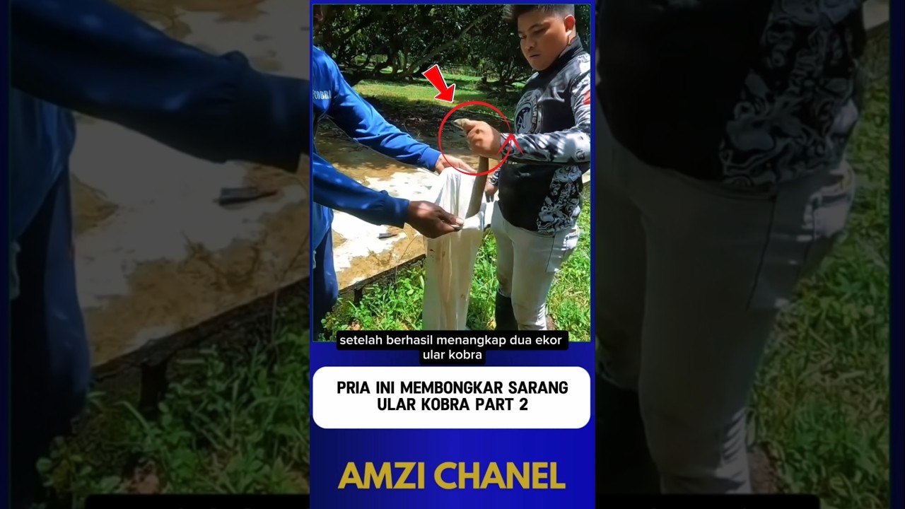 PRIA INI NEKAT MEMBONGKAR SARANG ULAR KOBRA part 2