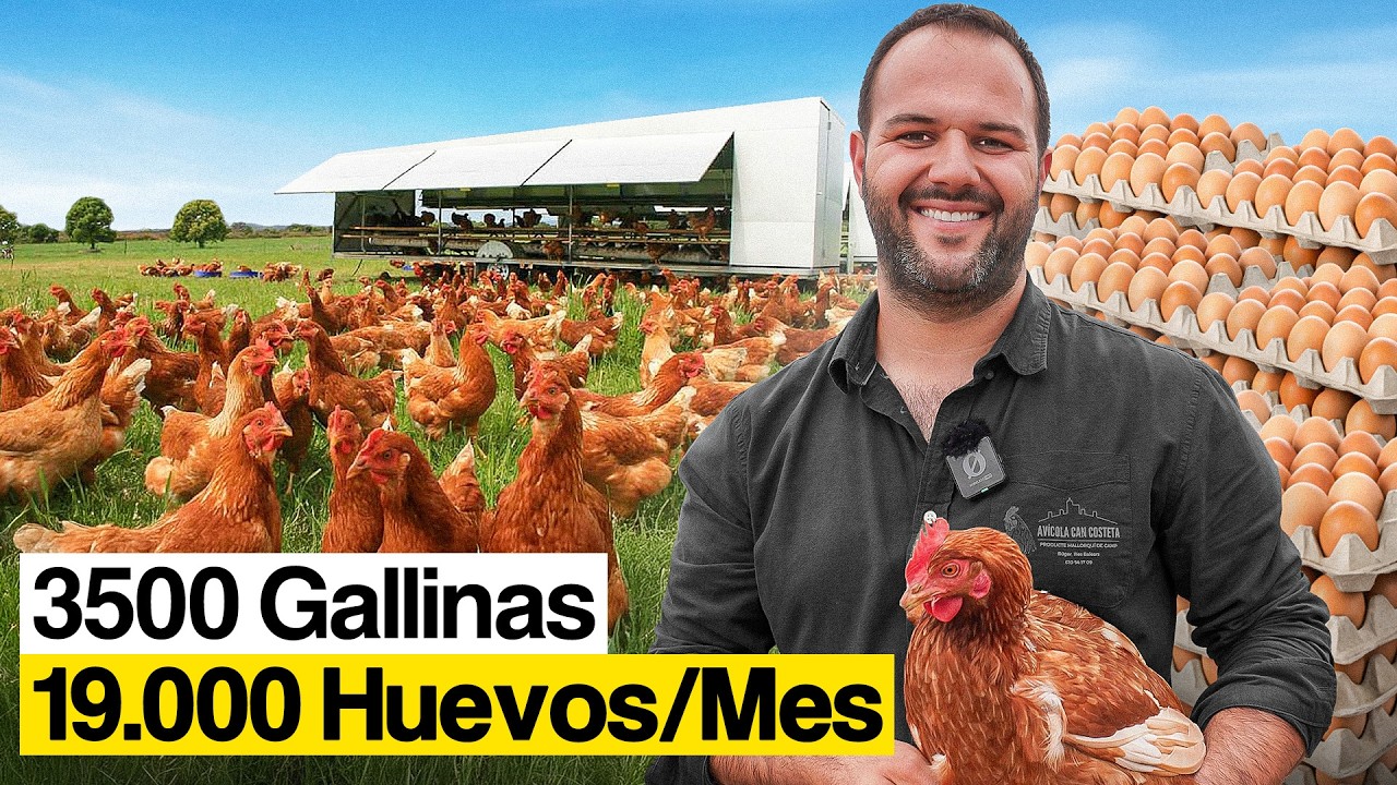 Así Funciona el Negocio de los Huevos ¿Vale la Pena?