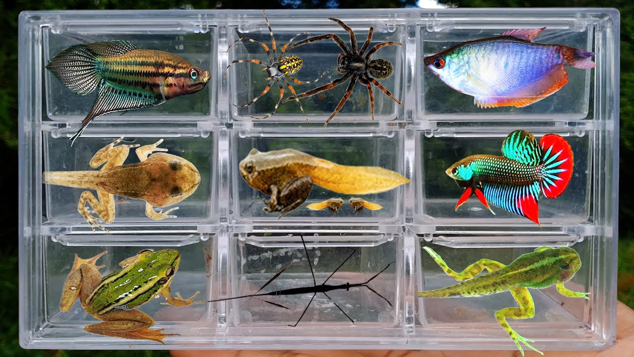 I Catching insects in countryside, I got fish, spider, aquatic insect, baby frog, green frog