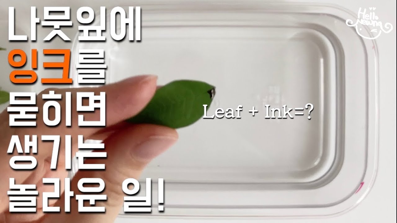 나뭇잎 배 실험 (feat. 잉크) leaf boat with ink 과학실험추천 leaf boat experiment