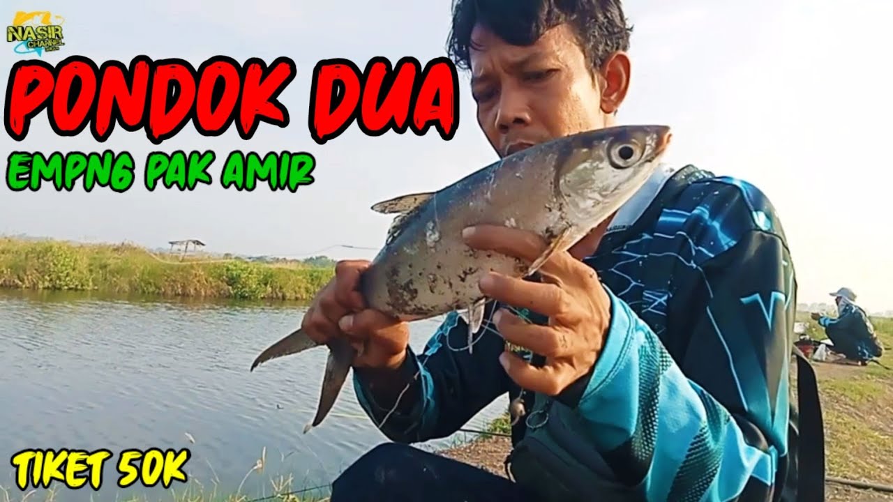 HEBOH !! DISERBU IKAN BANDENG  ||  PONDOK DUA