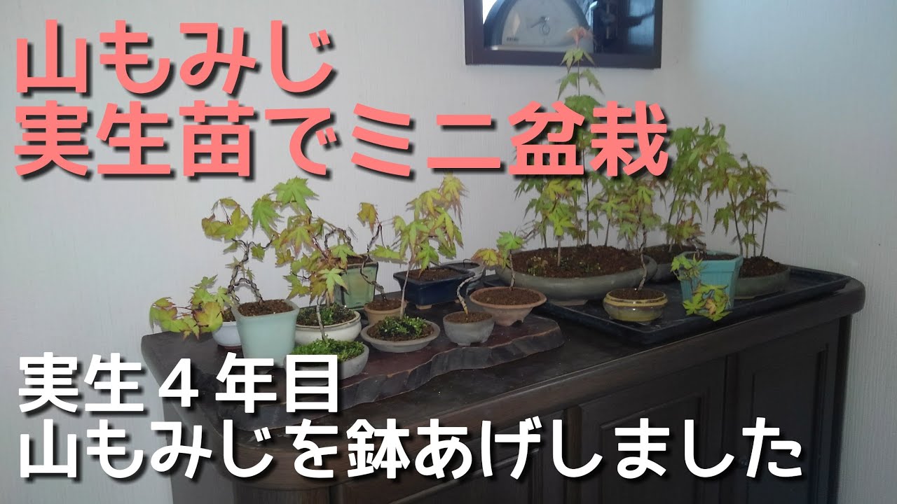 山もみじ実生苗でミニ盆栽