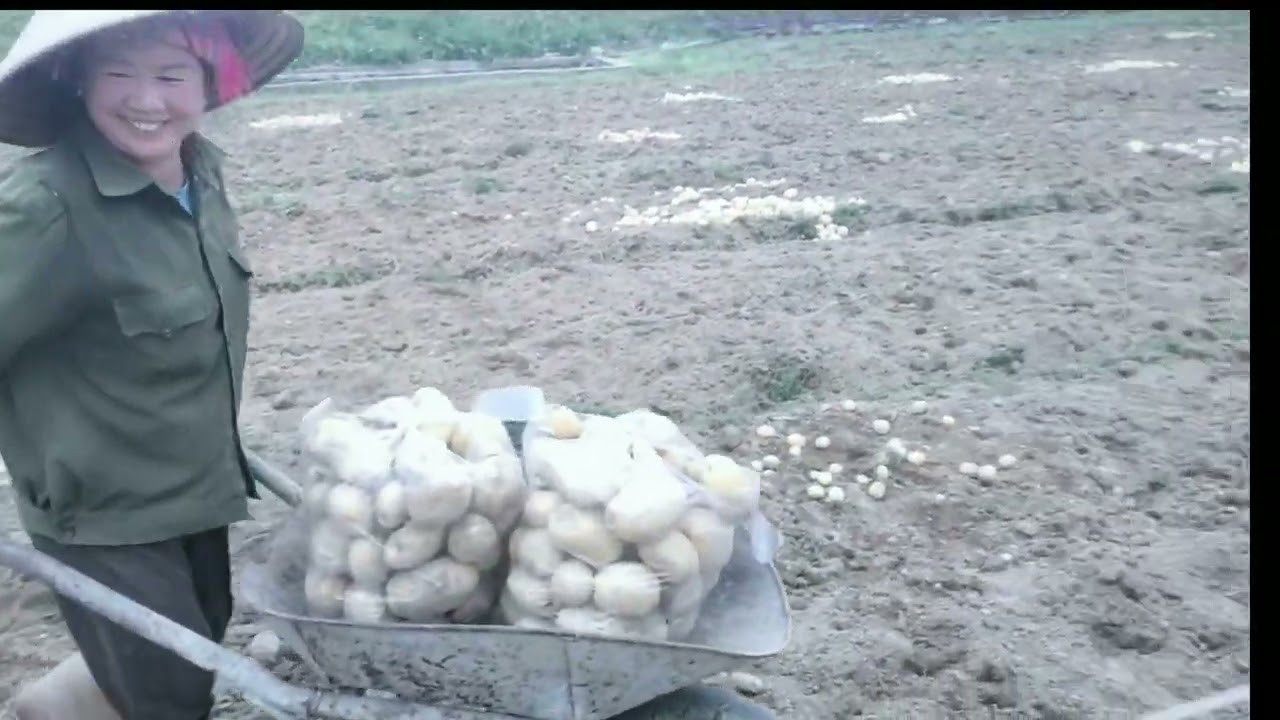 Khai xuân thu hoạch khoai tây mọi người đón xem