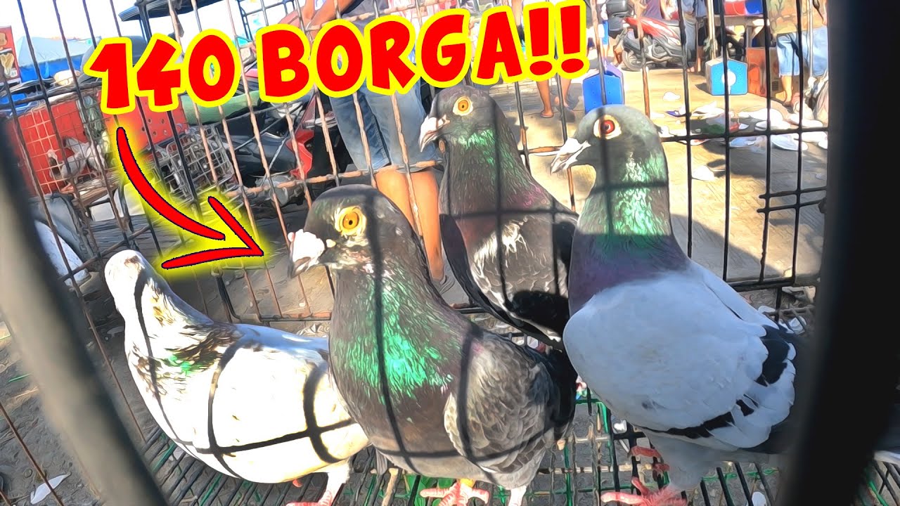 🔴MURANG TAIWAN BIRDS🔥