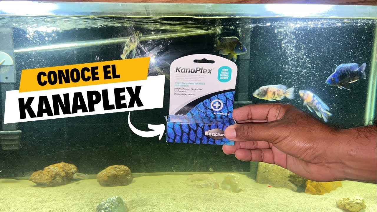 ¿ Cómo CURAR Enfermedades EN Tus PECES ? KANAPLEX de Seachem - 100 % RECOMENDADO