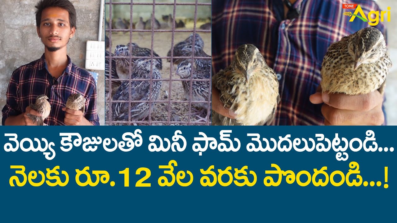 Kouju Pitta, Quail Birds Farming | వెయ్యి కౌజులతో.. నెలకు రూ.12వేల వరకు పొందండి..!! Tone Agri