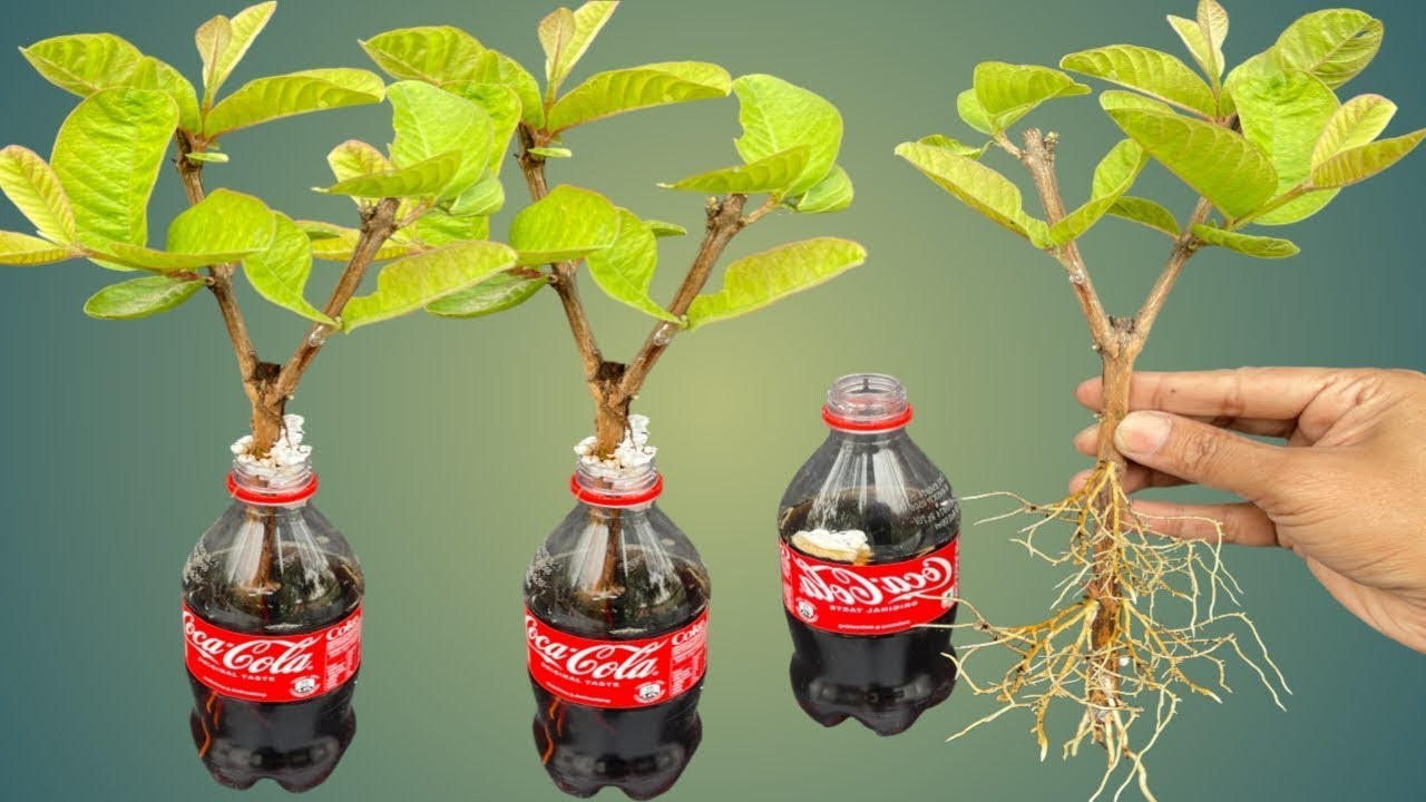 SYNTHESIS OF 3 SUPER SPECIAL TECHNIQUES to propagate guava trees with coca~cola and bananas, super