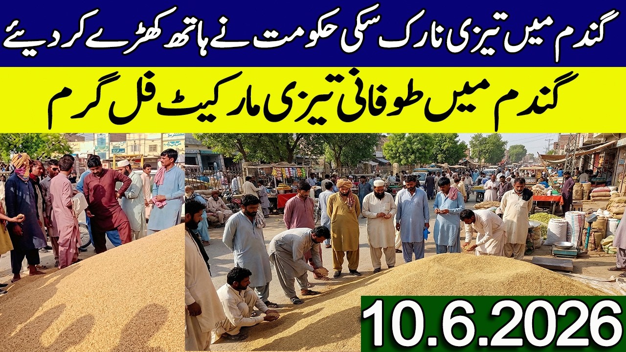 New Gandum Rates Today 2026 || New Wheat Price Today || Gundam Rates Today 2026